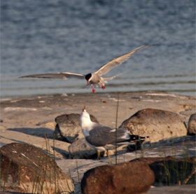 birds_alfred