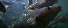 savethecod