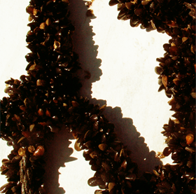 musslor