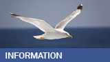 seagull-information