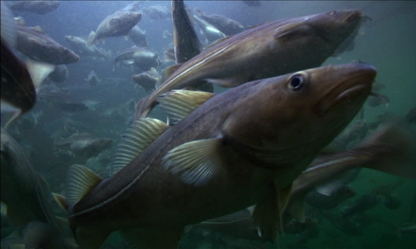 THE LAST COD photo by Peter stlund